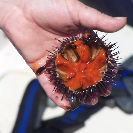 Valverde Di Naitana Rita