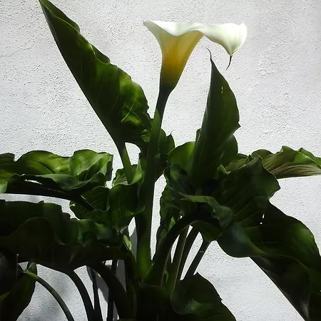 Valverde Di Naitana Rita Alghero