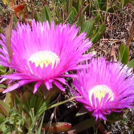 Valverde Di Naitana Rita Guest house 3*