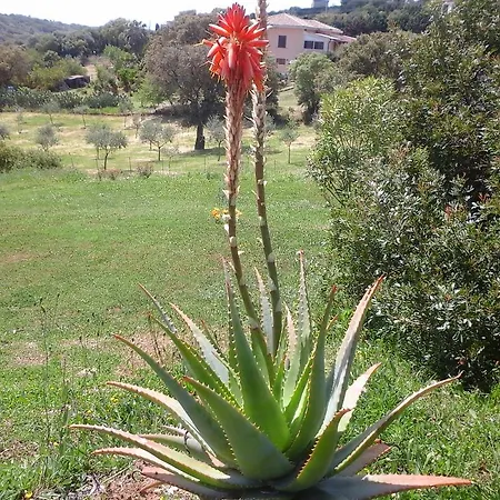 Valverde Di Naitana Rita 2*